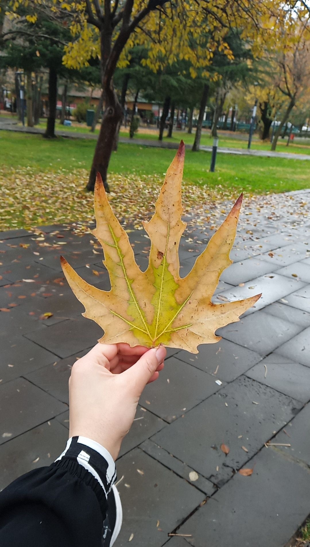 Onlayn lezbiyen porno kastingni tomosha qiling